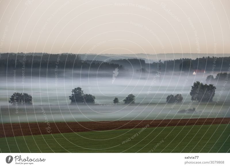 nebulös | Bodennebel Umwelt Natur Luft Wasser Himmel Wolkenloser Himmel Sommer Klima Nebel Baum Sträucher Wiese Feld Wald ruhig Stimmung Morgennebel