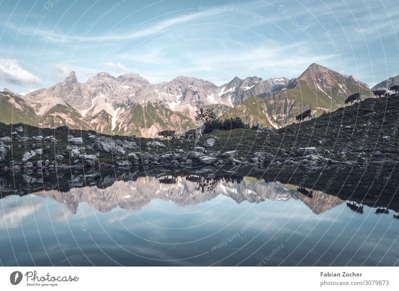 Wanderung zum Guggersee in den Allgäuer Alpen Berge u. Gebirge Natur Landschaft Wasser Himmel Sommer Gipfel Seeufer Nutztier Kuh Rind Herde laufen wandern blau