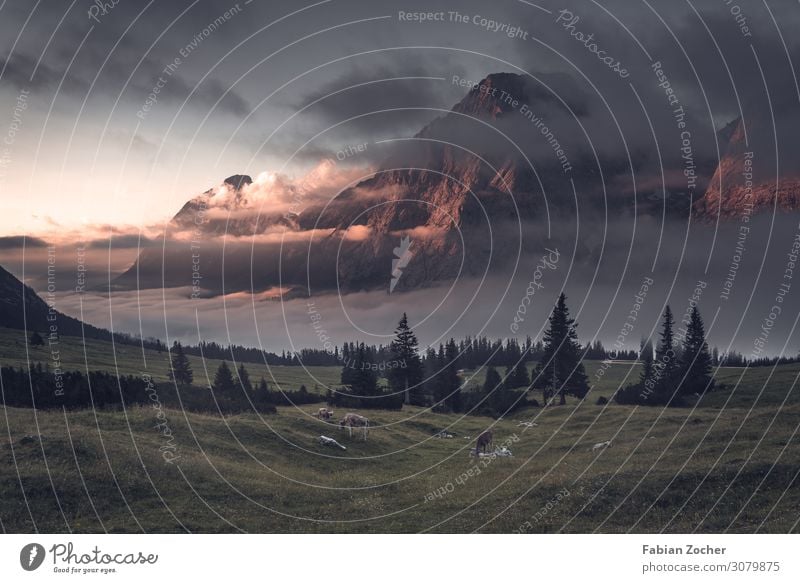 Morgenstimmung in den Alpen Berge u. Gebirge wandern Natur Landschaft Wolken Sonnenaufgang Sonnenuntergang Sommer Nebel Baum Gipfel Rind Tiergruppe elegant