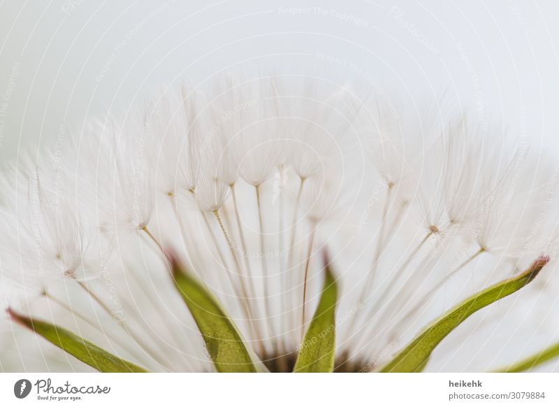 Leichtigkeit Pflanze Blume Blatt Blüte Löwenzahn elegant Freundlichkeit hell grün weiß Farbfoto Gedeckte Farben Außenaufnahme Nahaufnahme Detailaufnahme