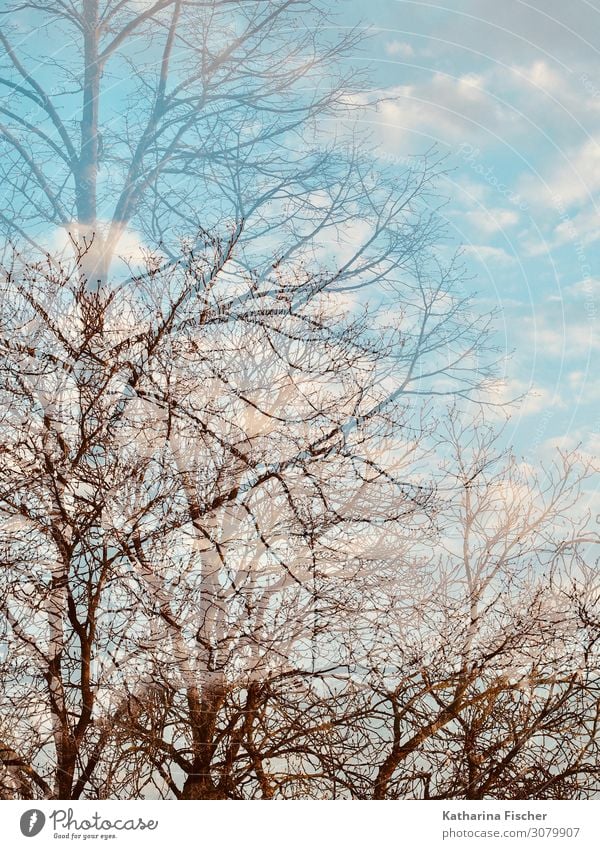 Herbst Winter Doppelbelichtung Umwelt Natur Landschaft Himmel Wolken Klima Wetter Schönes Wetter Baum Park Wald hell blau braun türkis weiß Ast Baumkrone