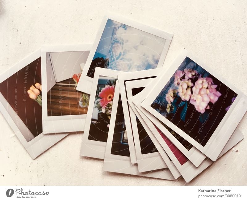 Sofortbilder Pflanze Frühling Sommer Herbst Winter alt blau gelb grau orange rosa rot türkis weiß Vergangenheit Vergänglichkeit Polaroid Sofortbildkamera