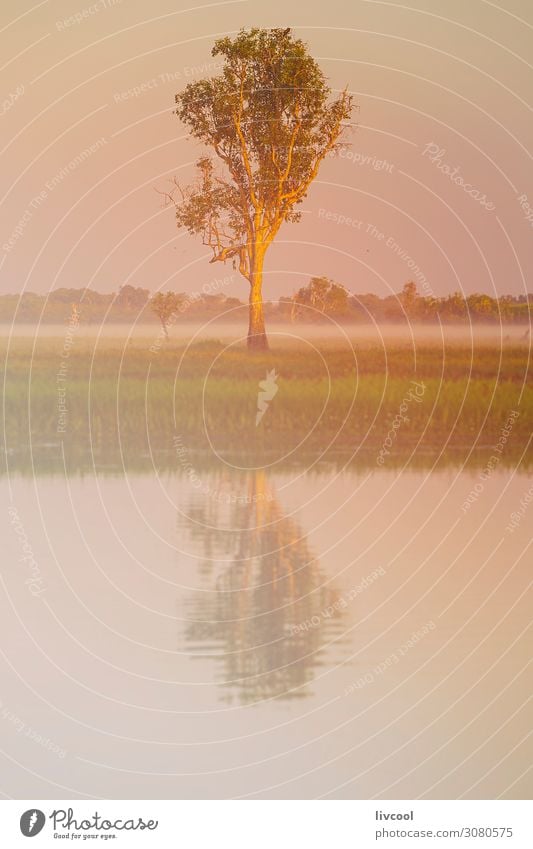 Baum in gelbem Wasser, Billabong Leben Ferien & Urlaub & Reisen Tourismus Ausflug Abenteuer Sonne Segeln Natur Landschaft Pflanze Tier Frühling Nebel Park