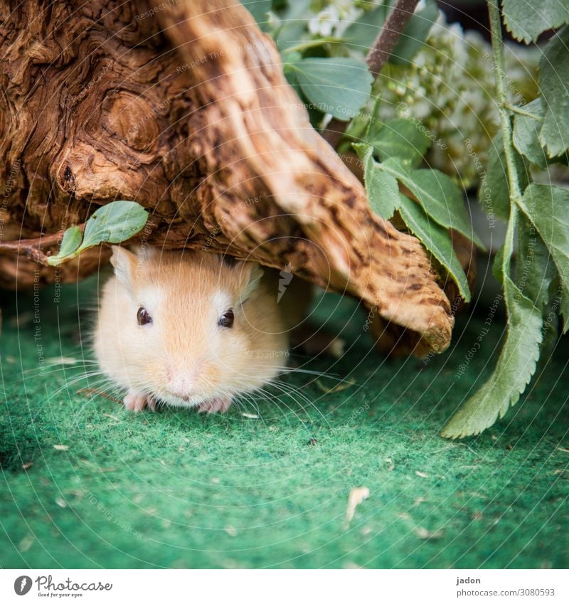 na komm schon, mausi. schön Natur Pflanze Tier Haustier Nutztier Maus Fell 1 sitzen Neugier Überraschung Irritation Farbfoto Außenaufnahme Textfreiraum unten