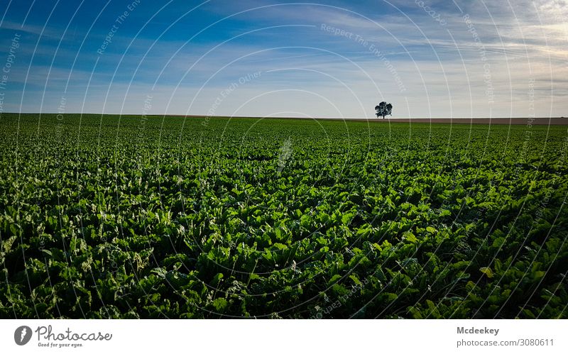 Der einsame Baum Einsamkeit einzigartig alleine freistehend Feld Weitwinkel Punkt Natur Ferne Naturliebe Wolken Himmel Landschaft Horizont Menschenleer