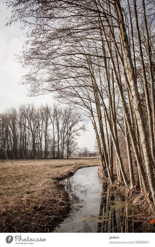 ein bisschen frühling. Wiese Wassergraben Außenaufnahme Menschenleer Gras Wald Natur Landschaft Baum Tag Feld Frühling Spiegelung im Wasser