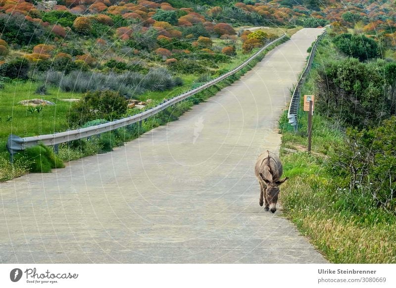 Lonely Road Ferien & Urlaub & Reisen Tourismus Ausflug Insel Verkehrswege Straße Wege & Pfade Tier Nutztier Wildtier Esel 1 gebrauchen gehen Bekanntheit