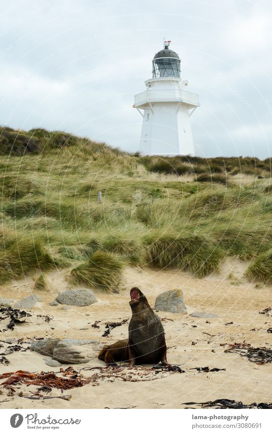 Waipapa Point Lighthouse Ferien & Urlaub & Reisen Tourismus Ausflug Abenteuer Ferne Freiheit Natur Landschaft Küste Strand Otara Catlins Neuseeland Leuchtturm