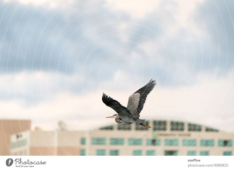 Graureiher Wildtier 1 Tier fliegen Reiher Gebäude Wolken Flügel Tierporträt Farbfoto Außenaufnahme Textfreiraum links Textfreiraum rechts Textfreiraum oben