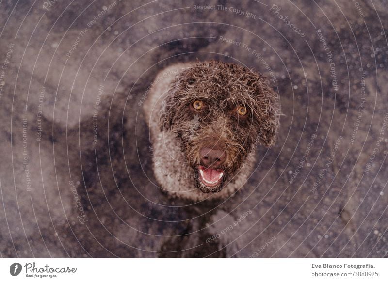 süßer brauner spanischer Wasserhund am Strand, der in die Kamera schaut. Hintergrund brauner Sand. Haustiere im Freien und Lebensweise. Sommer-Konzept