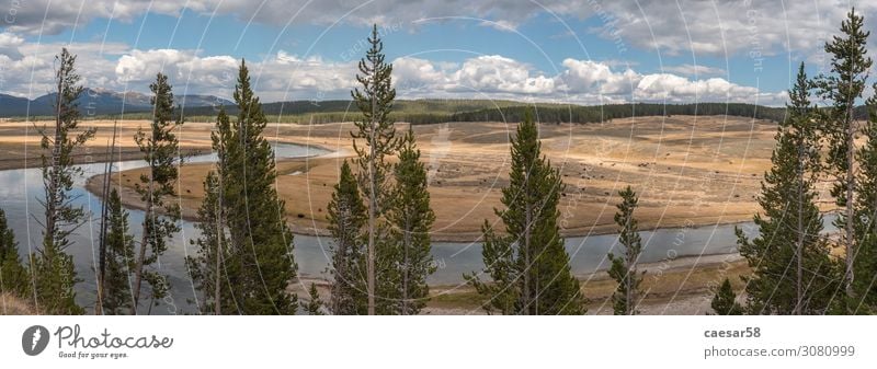 Panorama of the Yellowstone River Natur Landschaft Pflanze Tier Sommer Herbst Baum Feld Wald Hügel Bach Fluss Yellowstone Nationalpark Bison Büffel Tiergruppe