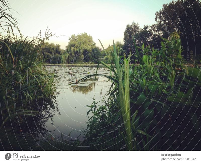 Im Urwald. (memories) Zufriedenheit Erholung ruhig Schwimmen & Baden Angeln Ferien & Urlaub & Reisen Natur Landschaft Wasser Himmel Sommer Gras Küste Teich See