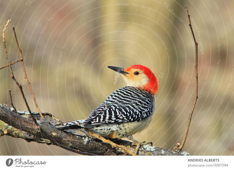 Rotbauchspecht - Bunte Wildvögel Leben Ferien & Urlaub & Reisen Tourismus Ausflug Abenteuer Sightseeing Umwelt Natur Tier Herbst Schönes Wetter Park Wald