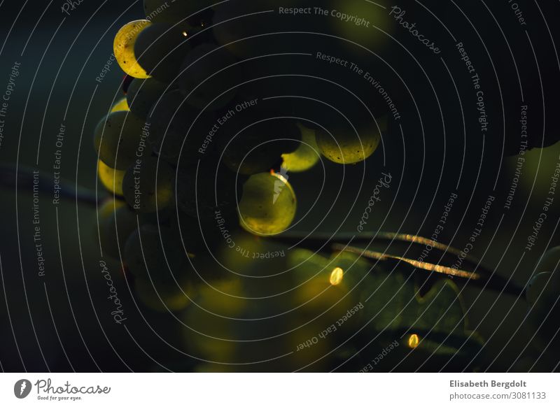 Reife Trauben im Gegenlicht Weintrauben Natur Sommer Herbst Pflanze Nutzpflanze Feld Wachstum Gesundheit lecker natürlich Warmherzigkeit Neugier reif Weinberg