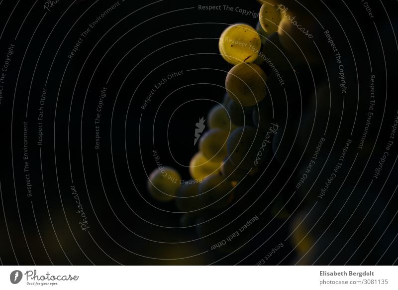 Reife Trauben im Gegenlicht Natur Landschaft Pflanze Nutzpflanze Weintrauben Wachstum Weinberg lecker reif Sommer Farbfoto Gedeckte Farben Außenaufnahme