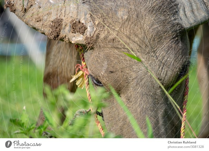 Wasserbüffel beim grasen Nutztier Tiergesicht 1 Fressen stehen dreckig natürlich stark braun grün Kraft friedlich Appetit & Hunger Zufriedenheit Farbfoto