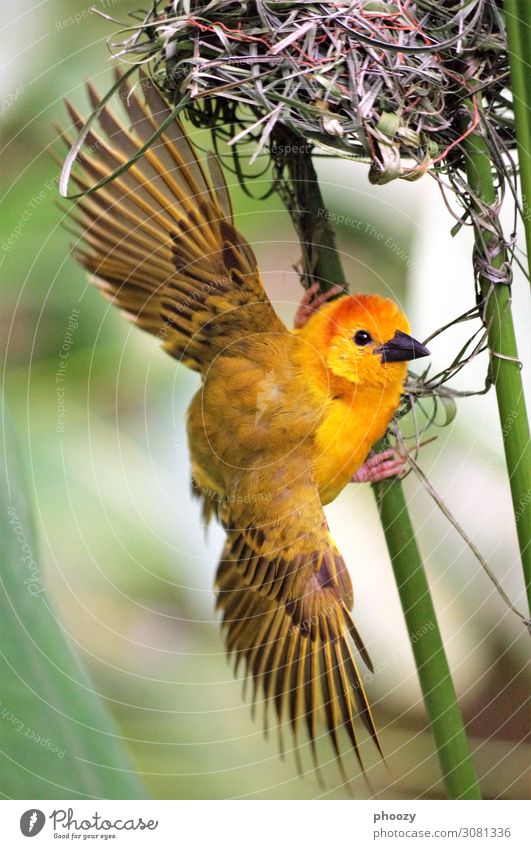 Webervogel Urwald Tier Wildtier Vogel Zoo 1 exotisch natürlich Erotik gelb orange Farbfoto Außenaufnahme Menschenleer Tag Tierporträt