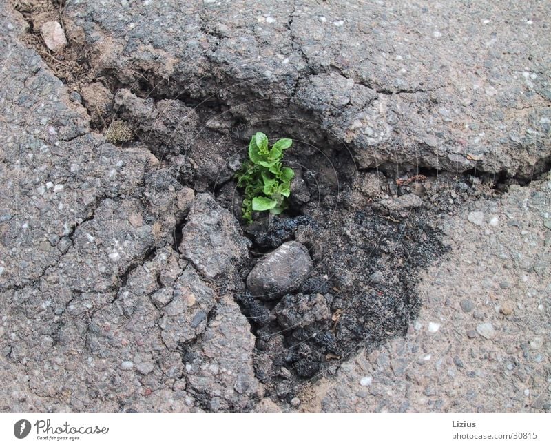 Kraft der Natur Durchsetzungsvermögen Teer Asphalt Kontinuität Straße Ferien & Urlaub & Reisen