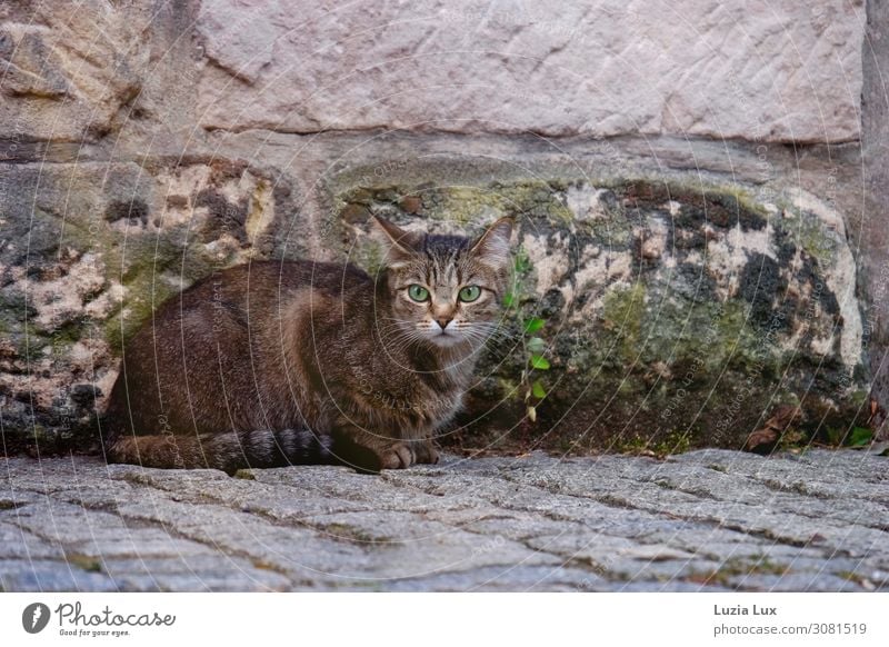 Grüne Augen oder die Jägerin... Kleinstadt Mauer Wand Straße Wege & Pfade Tier Haustier Katze 1 Jagd sitzen braun grün Mut grüne Augen auf der Lauer