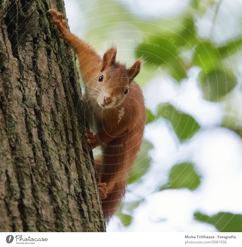 Neugieriges Eichhörnchen am Baumstamm Natur Tier Himmel Sonnenlicht Schönes Wetter Blatt Wildtier Tiergesicht Fell Krallen Nagetiere Kopf Auge Nase Ohr Maul 1