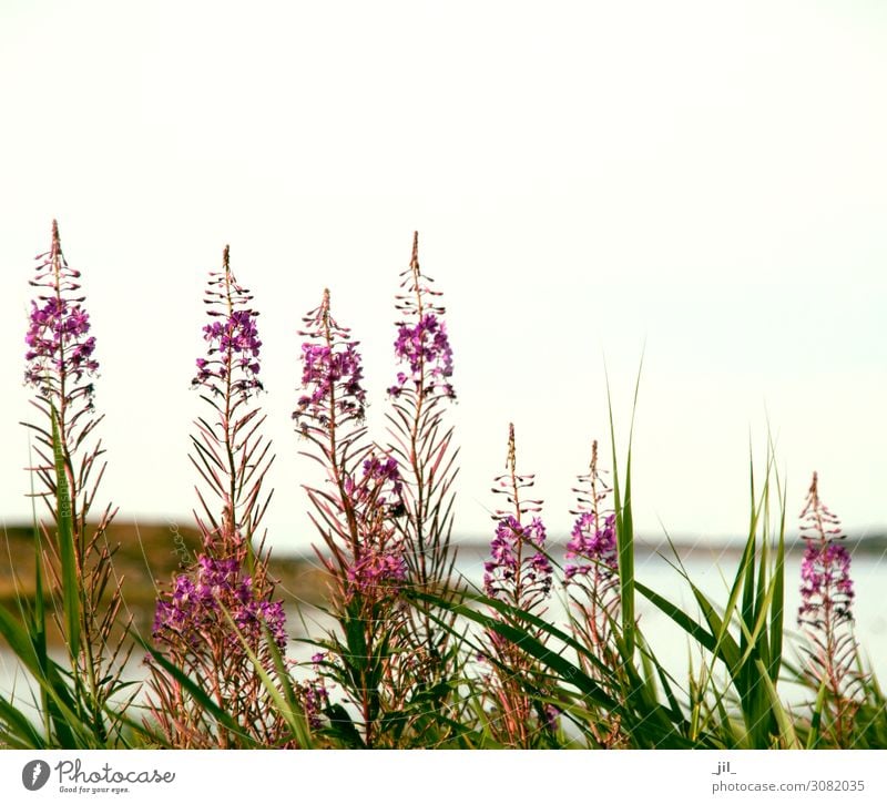 flowers at the sea Natur Landschaft Pflanze Sommer Blume Gras Wildpflanze Küste Erholung stehen Wachstum authentisch groß klein maritim natürlich schön wild