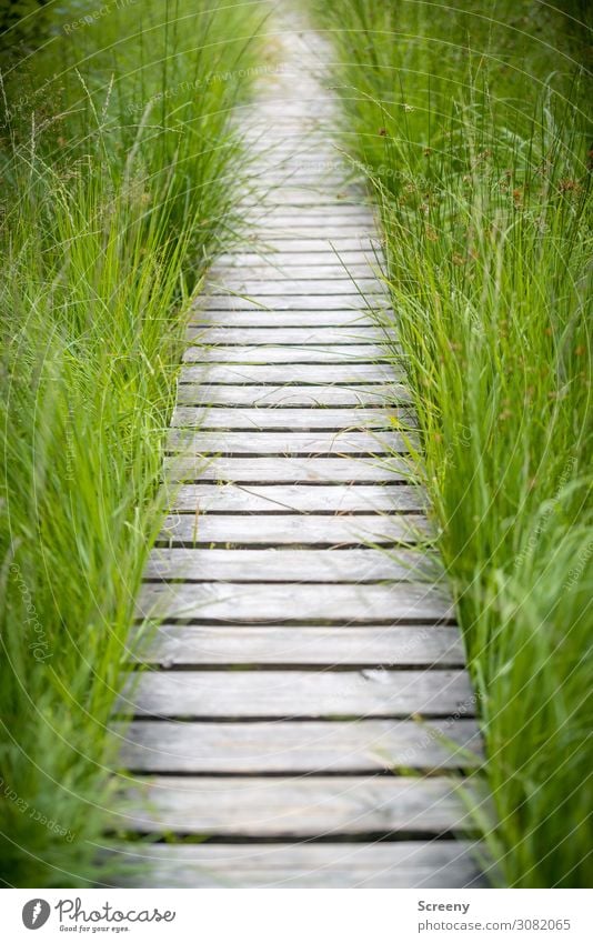 Nicht vom Pfad weichen Ferien & Urlaub & Reisen Tourismus Ausflug Sommer wandern Natur Landschaft Pflanze Gras Sträucher Moor Sumpf Hohes Venn Sicherheit