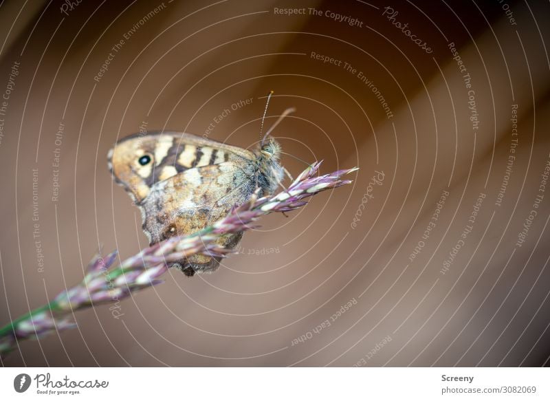 Ruhepunkt Natur Tier Sommer Pflanze Gras Wiese Schmetterling 1 sitzen frei klein braun gelb Warmherzigkeit Gelassenheit ruhig Selbstbeherrschung Erholung