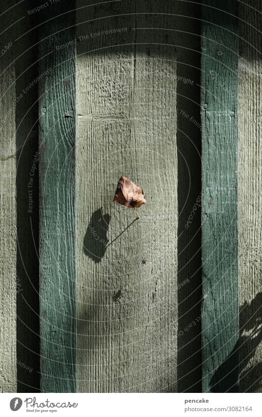 verloren | letztes blatt Natur Herbst Winter Schönes Wetter Blatt Haus Hütte Mauer Wand Fassade Holz authentisch einfach trocken Einsamkeit einzeln hängen