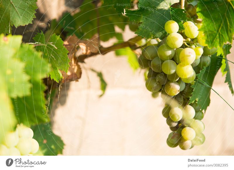 Weinberge bei Sonnenuntergang. Reife Trauben im Herbst. Frucht Sommer Natur Landschaft Wachstum frisch blau grün rot Tradition Ackerbau Hintergrund Haufen