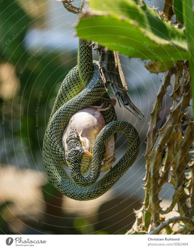 Schmuckbaumnatter (Chrysopelea paradisi) Tier Schlange Frosch 2 Fressen außergewöhnlich exotisch grün rosa Todesangst anstrengen Entschlossenheit Zufriedenheit