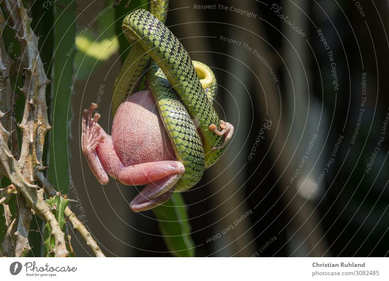 Schmuckbaumnatter (Chrysopelea paradisi) Tier Schlange Frosch Schuppen Pfote 2 Fressen hängen exotisch saftig grün rosa Kraft geduldig Todesangst anstrengen