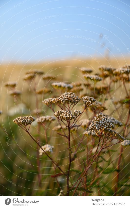 Sommer Natur Landschaft Pflanze Urelemente warten elegant braun Akzeptanz Vertrauen Sicherheit friedlich Güte geheimnisvoll trocken Wiese Gewöhnliche Schafgarbe