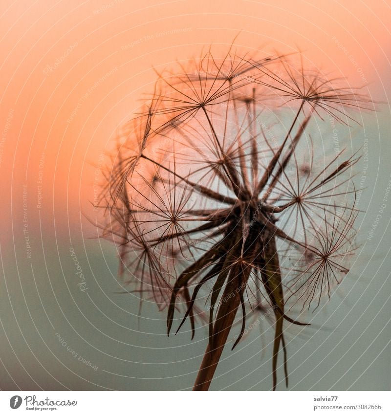 Schirmchen im Abendlicht Umwelt Natur Pflanze Himmel Sonnenaufgang Sonnenuntergang Sommer Blüte Wildpflanze Samen Wiesen-Bocksbart Feld ästhetisch Stimmung