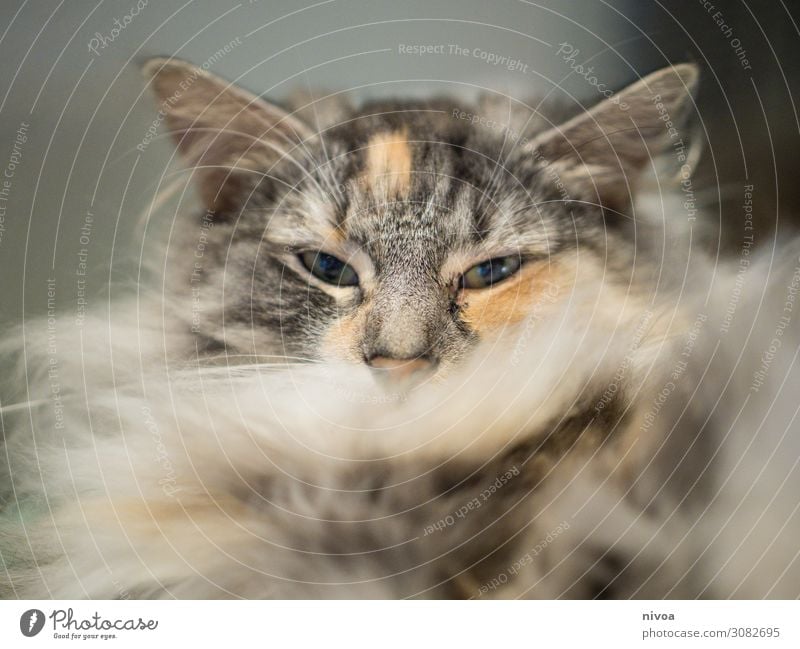 Portrait einer Norwegischen Waldkatze Tier Haustier Katze Tiergesicht Fell Norwegische Waldkatze 1 Erholung fangen hängen hocken liegen Blick sitzen