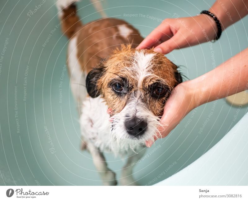 Hände mit kleinen Mischlingshund in der Badewanne Körperpflege Wellness Wohlgefühl Erholung Schwimmen & Baden feminin Junge Frau Jugendliche Leben Hand 1 Mensch