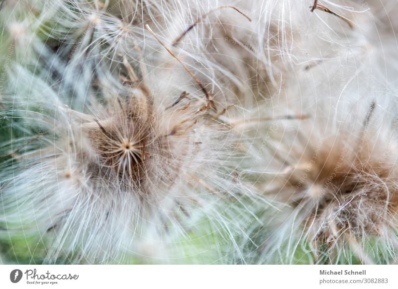 Zart und weich Umwelt Natur Pflanze Blume frei frisch nachhaltig natürlich weiß Glück zart leicht Leichtigkeit Farbfoto Außenaufnahme Makroaufnahme