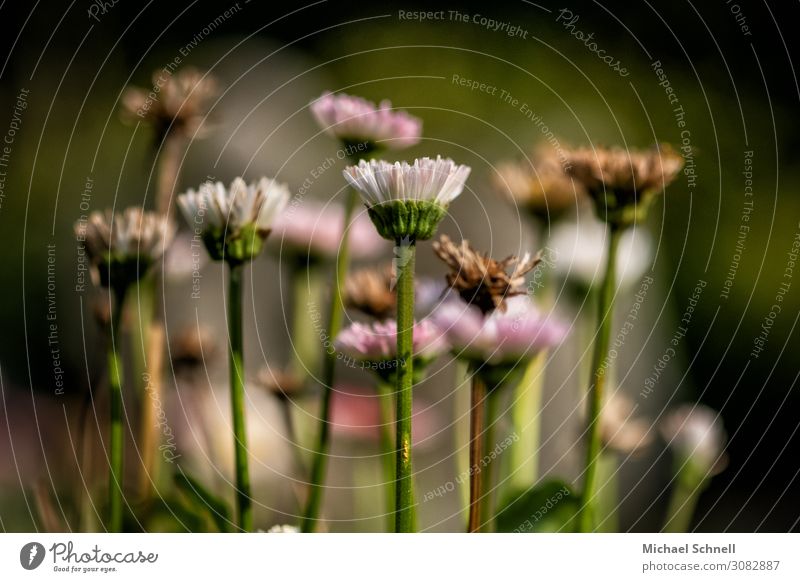 Herbstlicher Gänseblümchenwald Umwelt Natur Pflanze Blume nah nachhaltig natürlich Geborgenheit Zusammenhalt Zusammensein verblüht Sommer Farbfoto Nahaufnahme