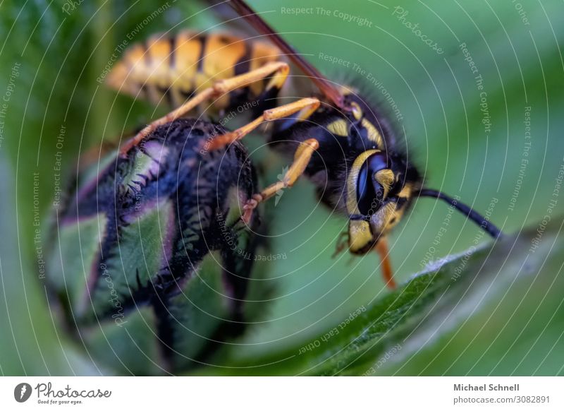 Wespe Pflanze Blüte Blütenknospen Tier Wildtier Wespen 1 natürlich gelb grün schwarz gefräßig bedrohlich Insekt stechen Farbfoto Makroaufnahme Menschenleer Tag