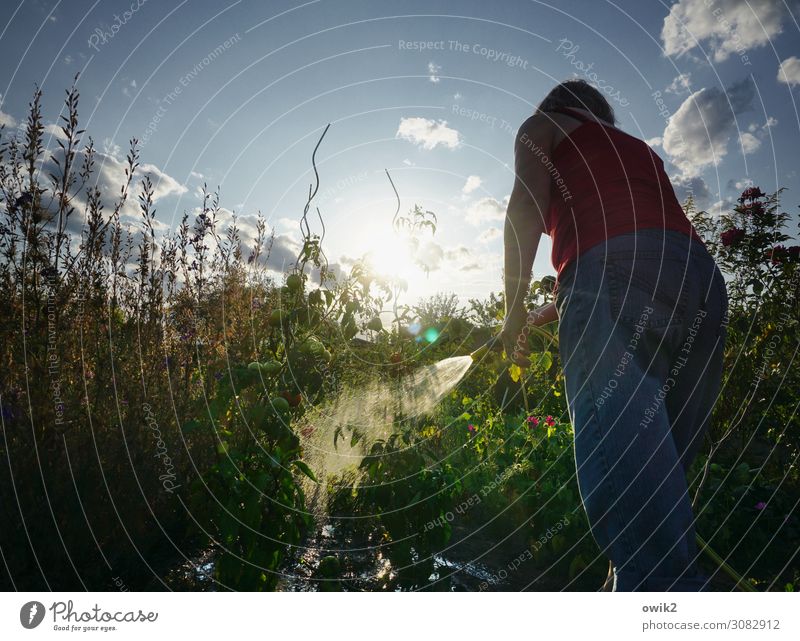 Ein Abwasch Freizeit & Hobby Gartenarbeit Frau Erwachsene Rücken Arme 1 Mensch Umwelt Natur Landschaft Pflanze Wasser Himmel Wolken Sonne Sommer Schönes Wetter