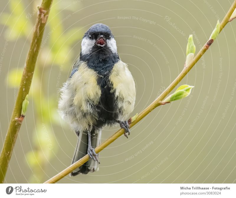 Singende Kohlmeise auf einem Zweig Natur Tier Sonnenlicht Schönes Wetter Sträucher Blatt Zweige u. Äste Wildtier Vogel Tiergesicht Flügel Krallen Meisen Kopf