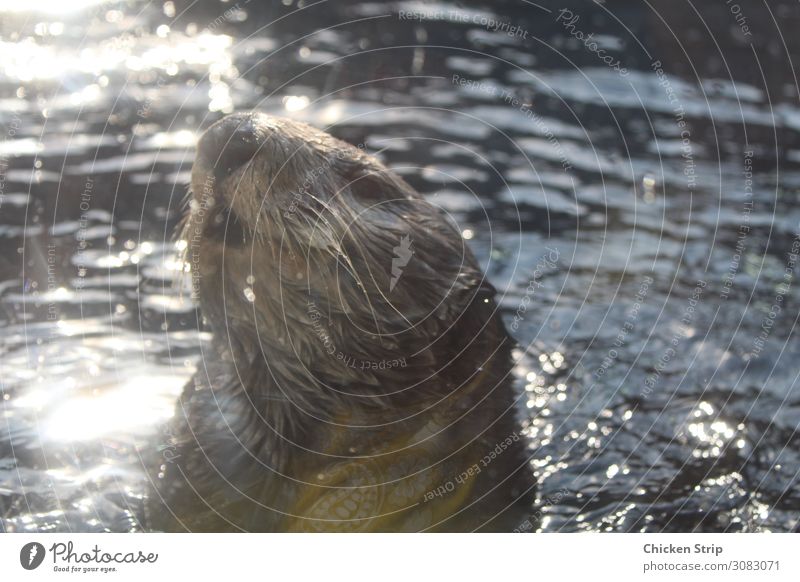 Otter in einem Zoo, der aus dem Wasser schaut. Leben Meer Natur Tier Fluss Aquarium klein nass natürlich wild Monterey Bay Aquarium Kalifornien Tierwelt