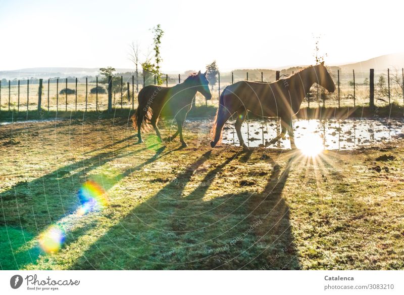 Früh morgens; Stute mit Fohlen im Sonnenlicht Natur Landschaft Luft Wasser Himmel Horizont Herbst Schönes Wetter Pflanze Baum Gras Wiese Weide Pferd 2 Tier Zaun