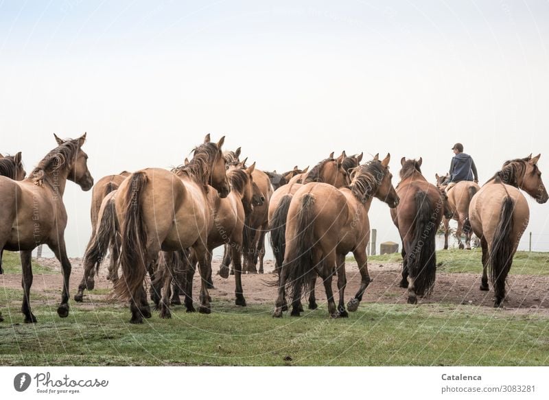 Die Pferdeherde folgt dem jungen Reiter auf die Weide Himmel Tierhaltung Nutztier Landwirtschaft Freilandhaltung Pflanze Gras Natur Sommer Grün Blau Braun