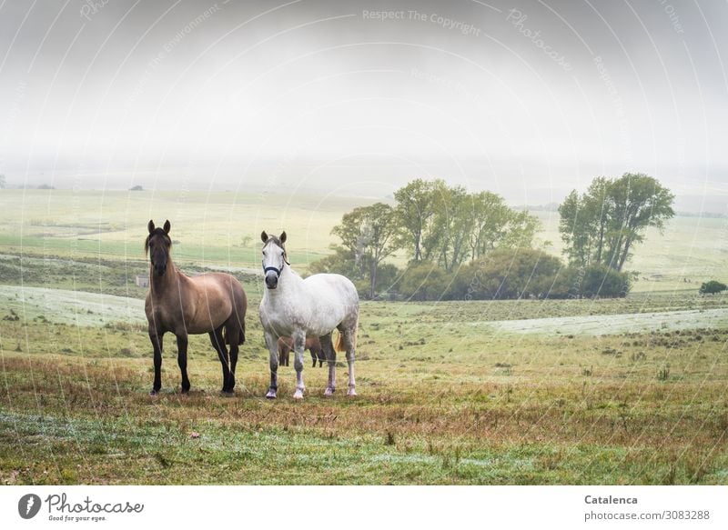 Wertvoll | Freundschaft Natur Landschaft Pflanze Tier Himmel Sommer schlechtes Wetter Nebel Baum Gras Sträucher Wiese Hügel Weide Pampa Steppe Nutztier Pferd 2