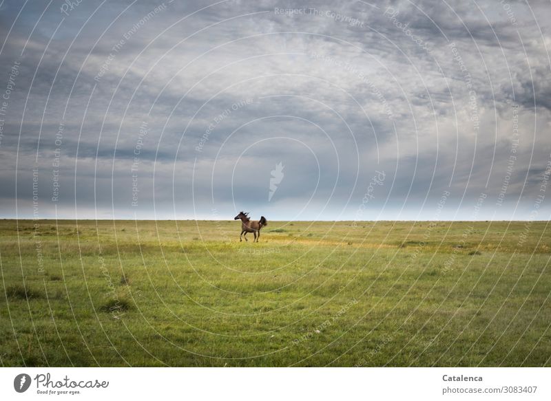 Auf Abstand Natur Landschaft Pflanze Tier Himmel Wolken Horizont Sommer schlechtes Wetter Gras Wiese Pampa Weide Steppe Nutztier Pferd 1 Bewegung laufen