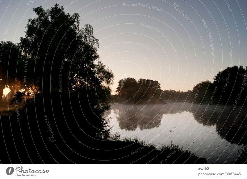 Morgens, windstill Umwelt Natur Landschaft Wasser Wolkenloser Himmel Horizont Herbst Schönes Wetter Baum Gras Seeufer Teich leuchten ruhig Idylle Ferne