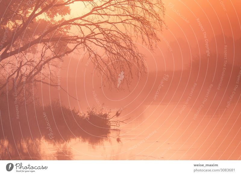 Herbstlicher nebliger ländlicher Sonnenaufgang. Sonnenaufgang am Fluss Ferien & Urlaub & Reisen Tourismus Sommer Umwelt Natur Landschaft Pflanze Himmel