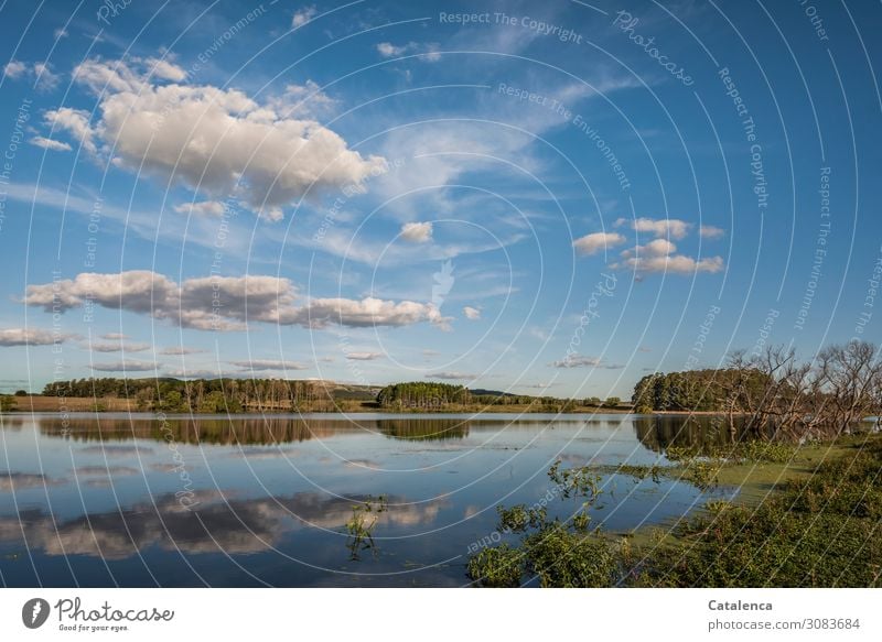 Nachmittags am See bei schönstem Wetter Umwelt Natur Landschaft Pflanze Wasser Himmel Wolken Sommer Schönes Wetter Baum Gras Sträucher Wasserpflanze