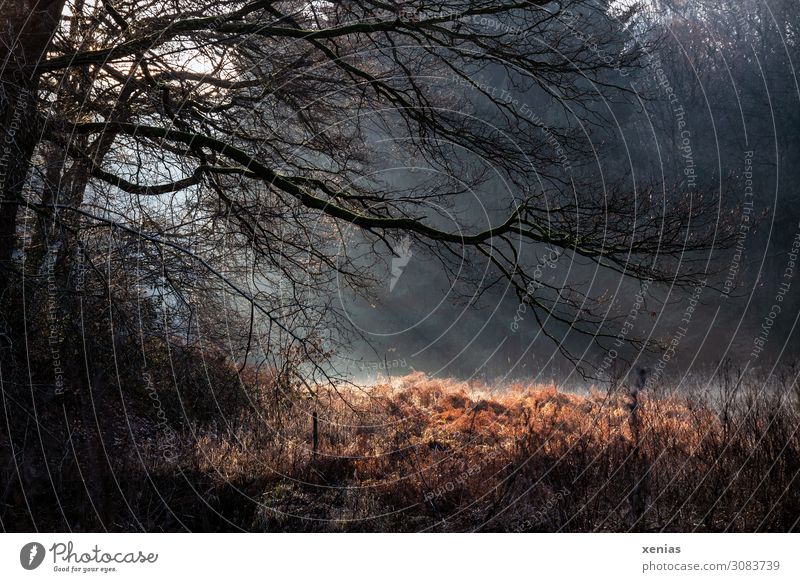 Herbstnebel am Waldesrand Natur Landschaft Klima Wetter Nebel Baum Gras Ast Wiese kalt braun orange schwarz Verdunstung Sonnenaufgang Wasserdampf