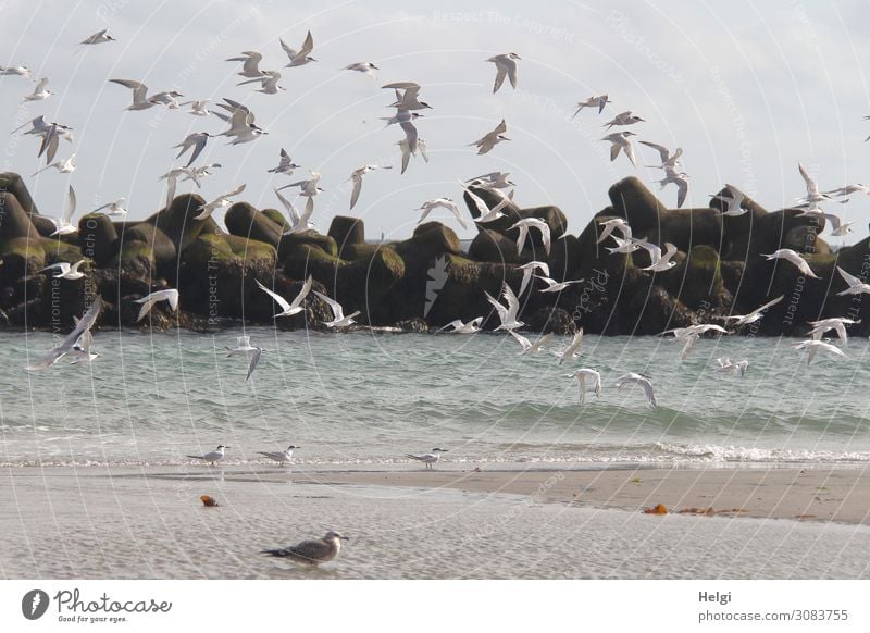 ein Schwarm Seeschwalben fliegt am Strand auf der Düne von Helgoland Umwelt Natur Tier Wasser Himmel Sommer Schönes Wetter Nordsee Insel Wildtier Vogel Möwe